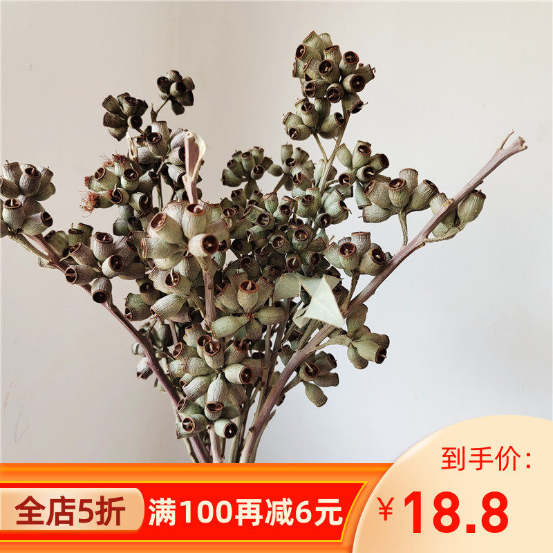 热销尤加利果干花桉树果花束家居装饰僵尸K果森系真花干枝植物豌