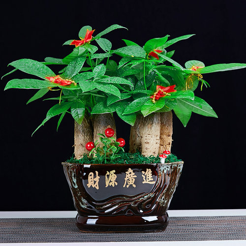 热销发财树盆栽树桩招o财室内大型绿植办公桌前台大号金钱树四季