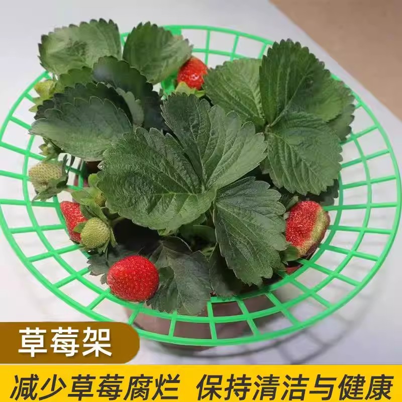 草莓托盘花架防倒护叶10个装图片