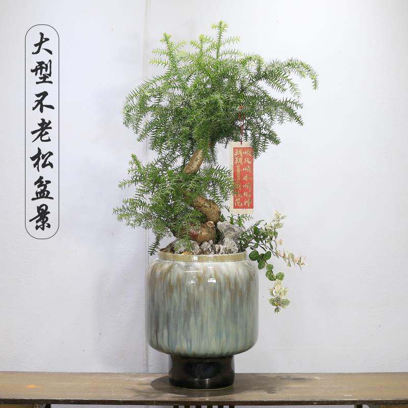 大型澳洲杉不老松老桩盆景植物室内客厅前台植物耐旱好养送礼盆栽