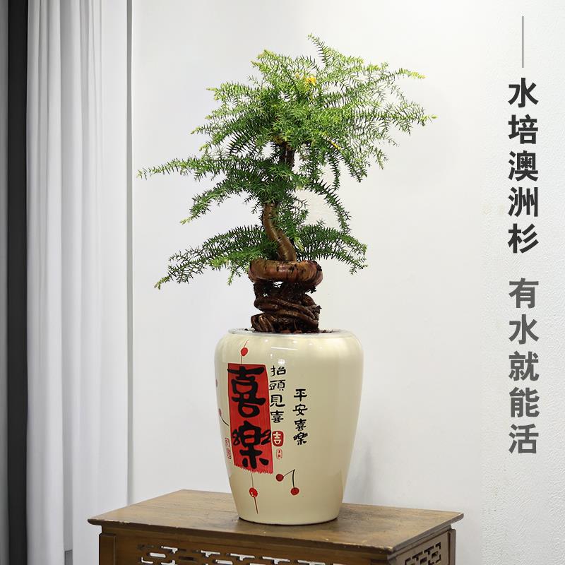 水培植物澳洲杉不老松盆景室内绿植客厅办公室前台桌面盆栽好养