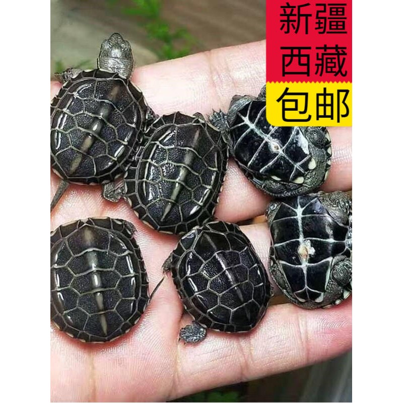 新疆西藏包邮全墨龟黑腹乌龟情侣一对宠物活体小乌龟草龟深水龟观