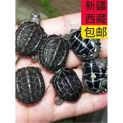新疆西藏包邮全墨龟黑腹