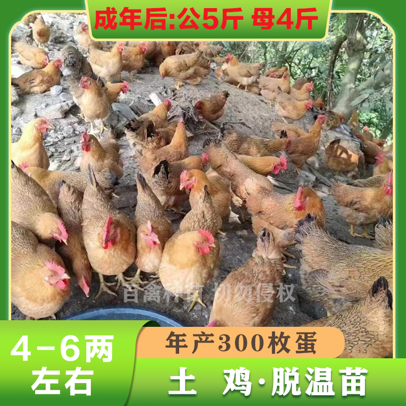 极速正宗土鸡活苗半斤小鸡脱温A苗农家散养小笨鸡活鸡小鸡活苗脱