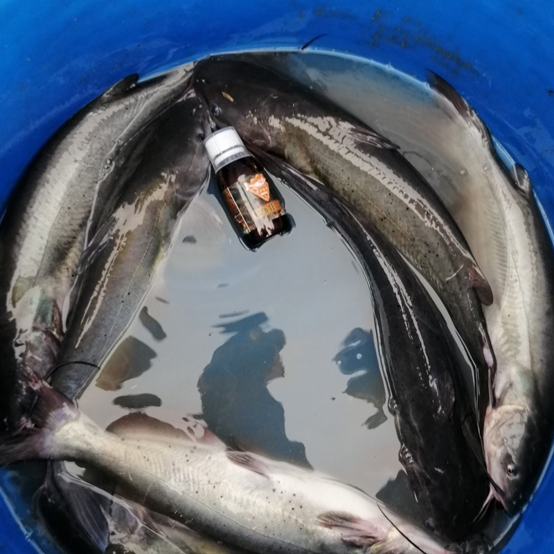 极速鲶鱼狂口诱钓鱼小药胡子鲶叉C尾鮰鱼饵料诱食剂江团窝料配方
