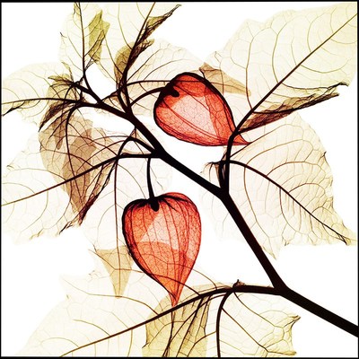 苏绣DIY套件g初学 透明花卉红菇娘 植物三联画30*30 手工刺绣