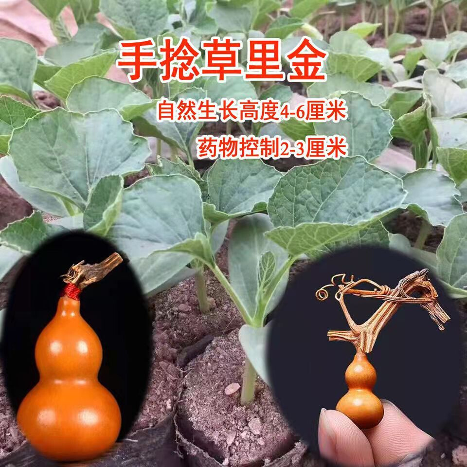 热销P1GT草里金小葫芦苗子盆栽特小文玩八宝蚂蚁肚天津嘴巨型大八