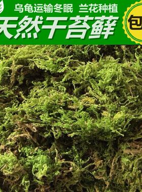 蝴蝶兰花石斛营养专用土基质护盆草青苔藓鲜活干苔藓乌龟冬眠保湿