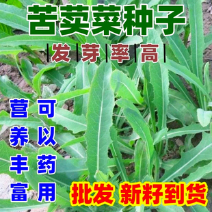 苦麻菜种子籽种农家野生苦菜野菜苦荬菜曲麻菜阳台四季播蔬菜种籽