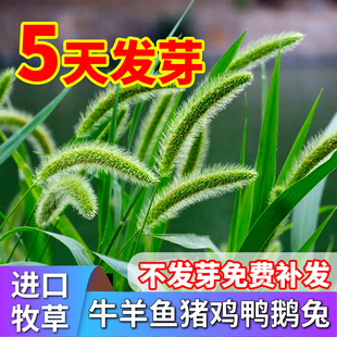 四季常青狗尾巴草种子矿山复绿野草种籽耐旱耐寒绿化工程护坡草籽