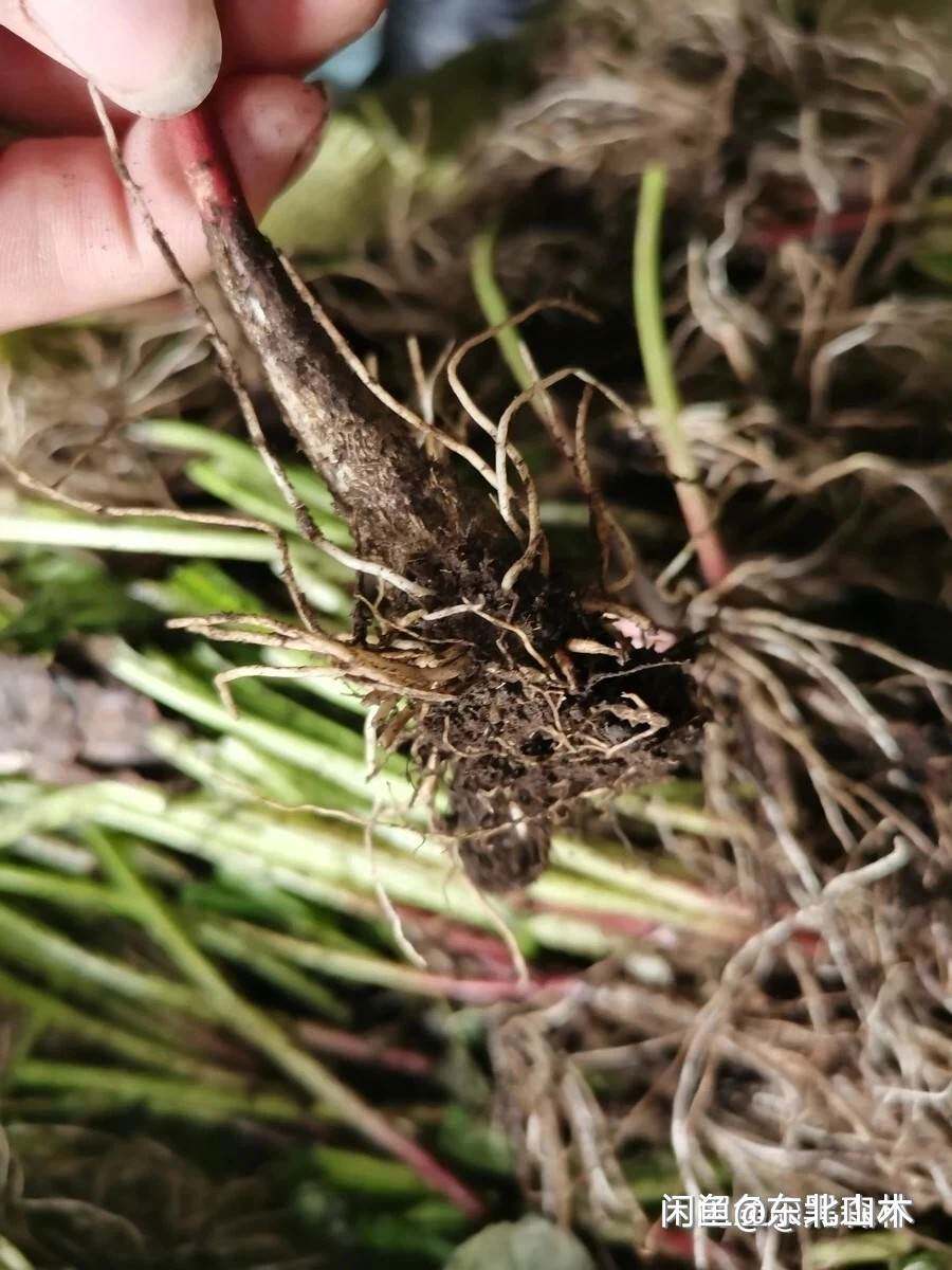 极速山葱野生寒葱茖葱熊葱20株根苗带土天气炎热发V货时剪掉部分