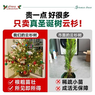 极速圣诞树真树挪威云杉树诺贝松C开花浇水圣诞节装饰室内客厅盆