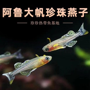 极速阿鲁大帆珍珠燕子鱼小t型观赏淡水鱼热带鱼观赏鱼活体好养群