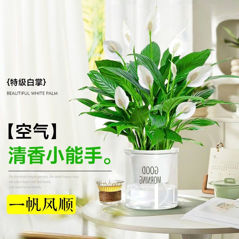 极速白掌水培植物室内桌面盆w栽小型好养办公室花卉绿植玻璃瓶四