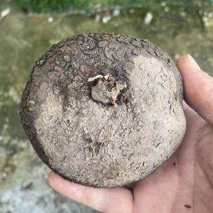 极速山乌龟红藤绿藤血藤金不换植物盆栽多肉花卉水培爬Y藤绿植盆