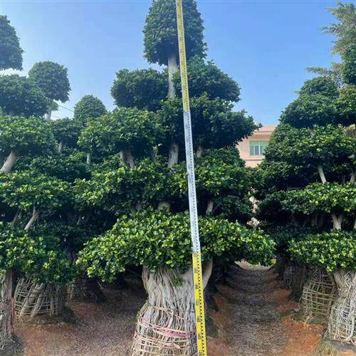 极速大型小叶榕树盆景S造型8字型绿植H盆栽室内庭院气根植物老桩