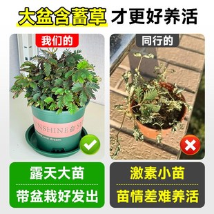 极速大盆彩色含i羞草盆栽幼儿园室内桌面小绿植物趣味成品七彩花