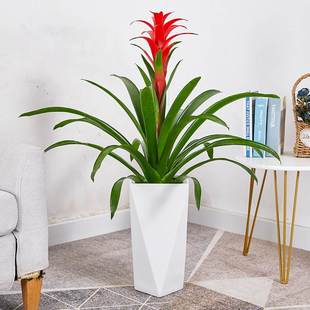 极速厂家适合搬新家的绿植红运y当头大盆景真花禄植大盆栽家养花