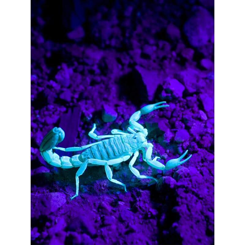 照蝎子头灯强光超亮头戴式充电手电筒长续航养蝎子紫光灯