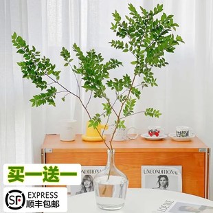 速发美男树在培木物吊钟平替鲜切枝条室内水树下非马醉植绿植盆栽