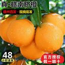 正宗江西赣南脐橙当季 新鲜水果甜橙子产地直发手拨橙10斤礼盒