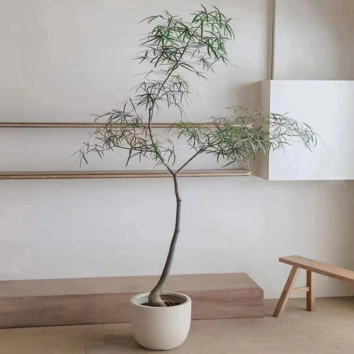 室内大型绿植澳洲佛肚树昆士兰盆栽民宿高级感阳台客厅植物侘寂风