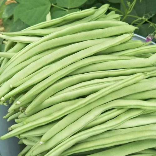 有架爬藤无筋春季高产农家豆苗秧