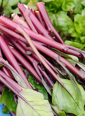 新鲜蔬菜精选红菜苔紫菜苔农家特产红菜心青菜蔬菜红油菜种子