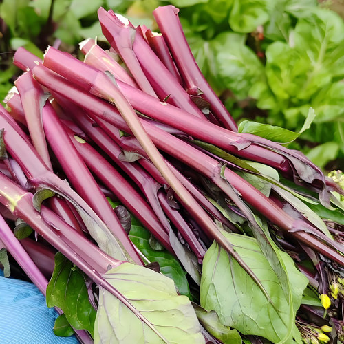 新鲜蔬菜精选红菜苔紫菜苔种子