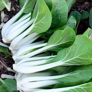 甜脆白菜種子小白菜品種矮腳白菜甜脆農家蔬菜種籽優選白菜籽 四季