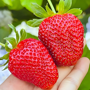 方震草莓种子四季 播种阳台盆栽种植简单好活