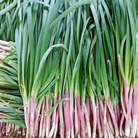 方震紫根韭菜种子四季播种蔬菜种子新手小白易种