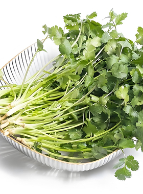 方震四季叶菜香菜种子老品种春秋季阳台大小叶香菜种子耐寒耐热