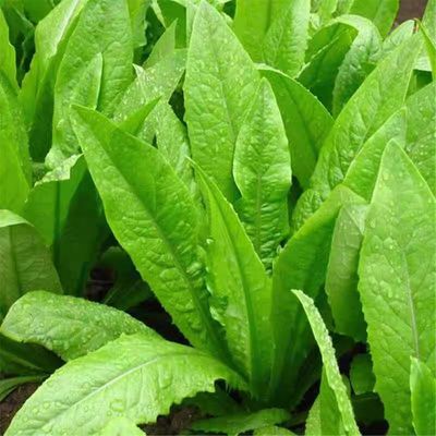 方震油麦菜种子四季易种