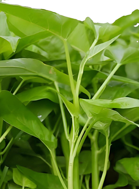 大叶空心菜种子白梗通心菜种籽阳台庭院盆栽四季高产易种蔬菜种孑