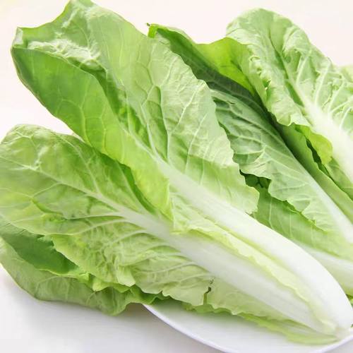 四季黄金奶油小白菜种子四季播种