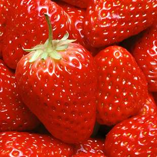 方震红色草莓种子春季 播种蔬菜种子新手小白盆栽食用草莓种籽