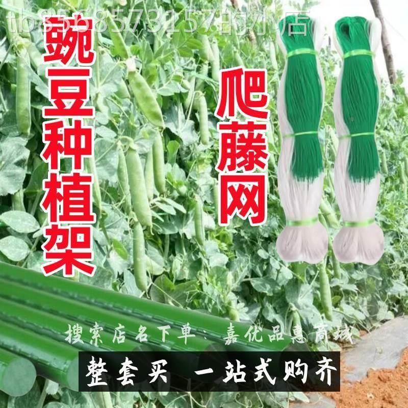 豌豆架子爬藤网种植网黄瓜番茄花卉藤蔓搭蔬菜棚攀爬支杆荷兰豆角