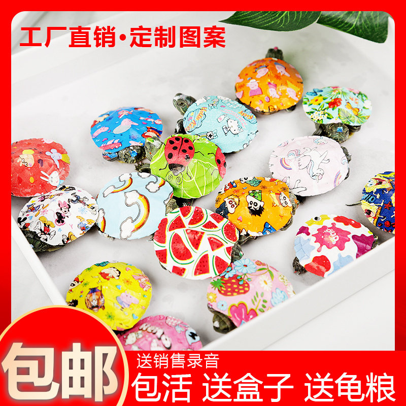 七彩小乌龟活物小彩龟宠物活体巴西龟炫彩乌龟工厂直销卡通观赏龟,宠物/宠物食品及用品,龟/鳖,淘宝优惠券,粉丝福利购,淘宝优惠卷