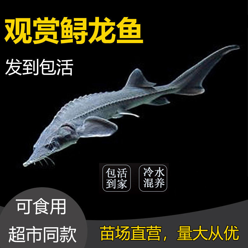 鲟鱼苗中华观赏鱼淡水养殖可食用尖嘴鲟冷水鱼鲟龙鱼苗杂交鲟活体