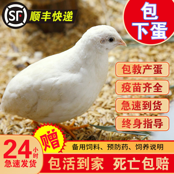 网红宠物鸡活物宠物鸡迷你观赏鸡全色系50—60天青年鸡活体,宠物/宠物食品及用品,宠物鸡,淘宝优惠券,粉丝福利购,淘宝优惠卷