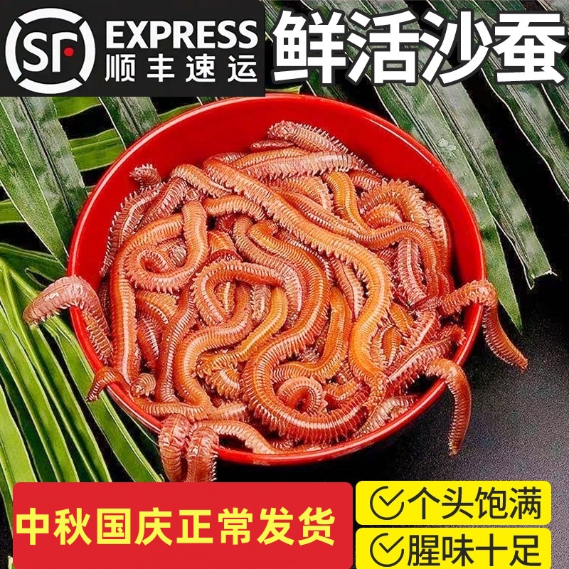 活沙蚕 红青虫鲈鱼饵 海蚯蚓海蜈蚣海钓鱼饵料沙蚕饵海蚯蚓顺丰
