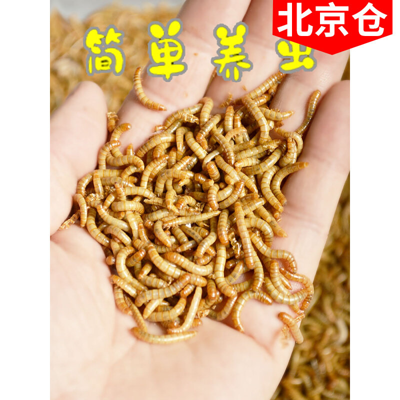 面包虫活虫黄粉虫活体活食物宠物零食鹦鹉鸟饲料虫仓鼠龙鱼乌龟粮,宠物/宠物食品及用品,爬虫/鸣虫食物,淘宝优惠券,粉丝福利购,淘宝优惠卷