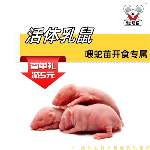 活体乳鼠红粉皮白霜无菌喂角蛙饲料爬虫猫粮小白鼠爬宠包邮蜥蜴龟