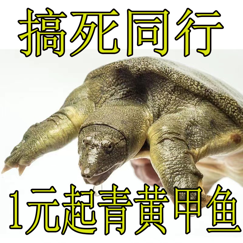 鲜活食用大甲鱼公活体水鱼中华鳖团鱼王八乌龟卤味麻辣小甲鱼苗小