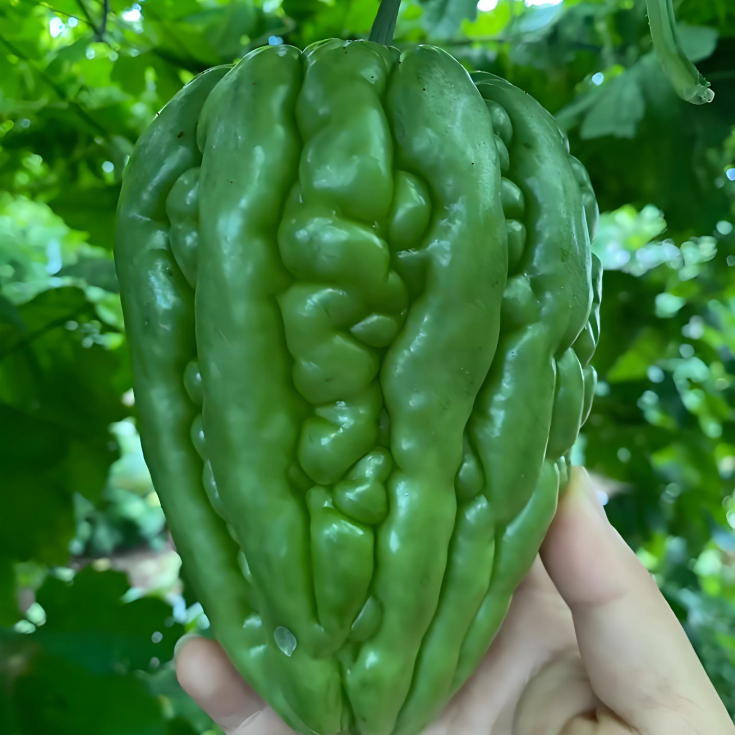 江门杜阮凉瓜种子苦瓜籽大顶瓜四季阳台小院家庭种植瓜果蔬菜种子