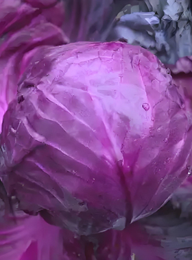 紫甘蓝种子早熟包心紫色白菜卷心菜蔬菜种子四季阳台小院家庭种植