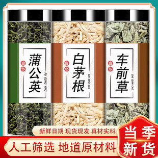 白茅根蒲公英车前草茶中药材组合正品白毛根新鲜非野生煮水泡茶喝