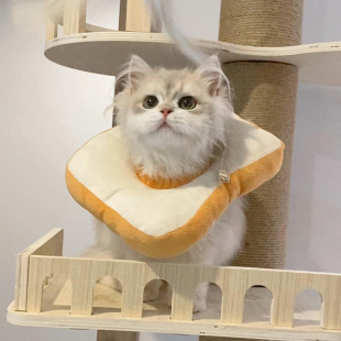 猫咪伊丽莎白圈防应激防咬舔绝育项圈可调节小猫幼犬宠物狗狗用品