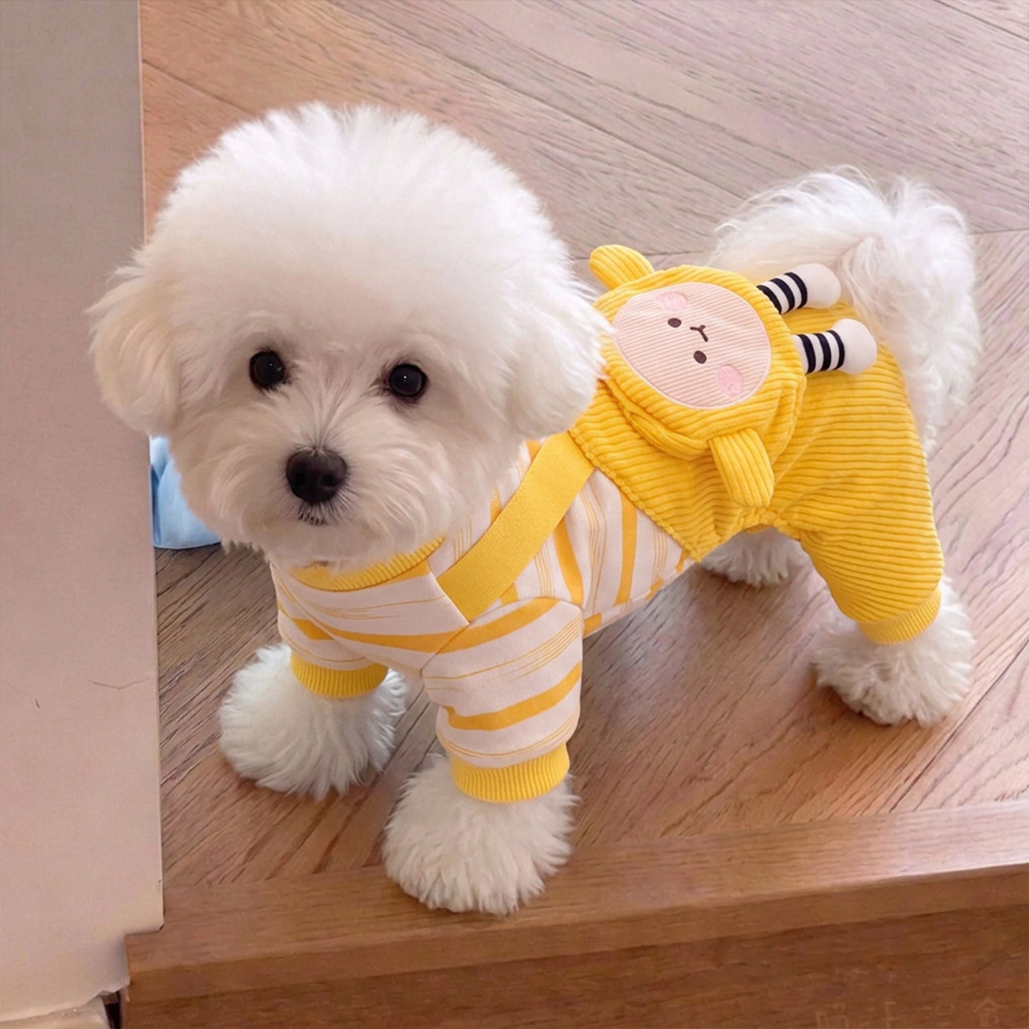 狗狗衣服春秋款四脚背带裤可牵引图片